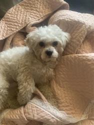Lost Male Dog last seen N 51st Ave, Phoenix, AZ 85031