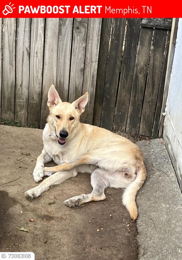 Lost Female Dog last seen Cherokee Elementary School is up the street, going towards the left. Greenwood Church, is located within our neighborhood, just up the street., Memphis, TN 38111