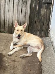 Lost Female Dog last seen Cherokee Elementary School is up the street, going towards the left. Greenwood Church, is located within our neighborhood, just up the street., Memphis, TN 38111