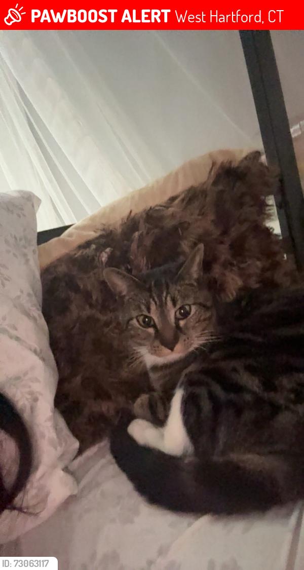 Lost Male Cat last seen Near south quaker lane, West Hartford, CT 06119