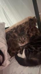 Lost Male Cat last seen Near south quaker lane, West Hartford, CT 06119