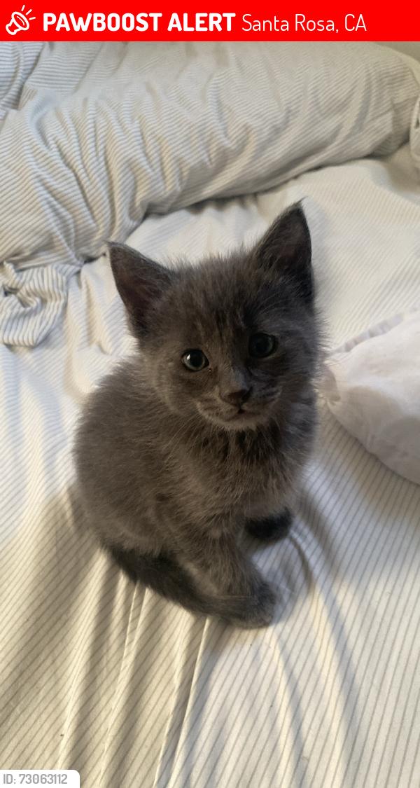 Lost Male Cat last seen Beachwood Dr, Santa Rosa, CA 95401
