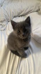 Lost Male Cat last seen Beachwood Dr, Santa Rosa, CA 95401