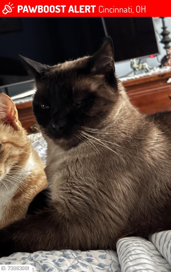 Lost Female Cat last seen Harrison Woods Ct. / Odin Dr, Cincinnati, OH 45244