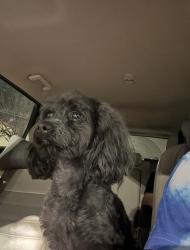 Lost Male Dog last seen Near fwy and Fairbanks , Houston, TX 77040