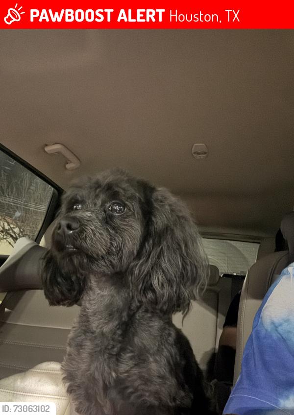 Lost Male Dog last seen Near fwy and Fairbanks , Houston, TX 77040