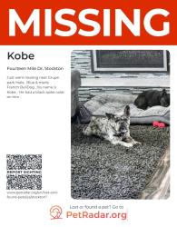 Lost Male Dog last seen Walking outside my house, Stockton, CA 95219