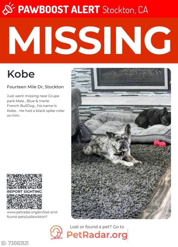 Lost Male Dog last seen Walking outside my house, Stockton, CA 95219