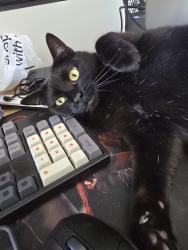 Lost Female Cat last seen Marigold Circle and Tulip Lane. Ran north, Rockford, IL 61107