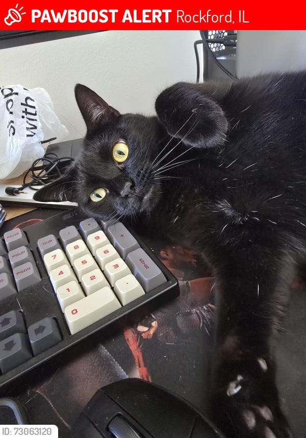Lost Female Cat last seen Marigold Circle and Tulip Lane. Ran north, Rockford, IL 61107