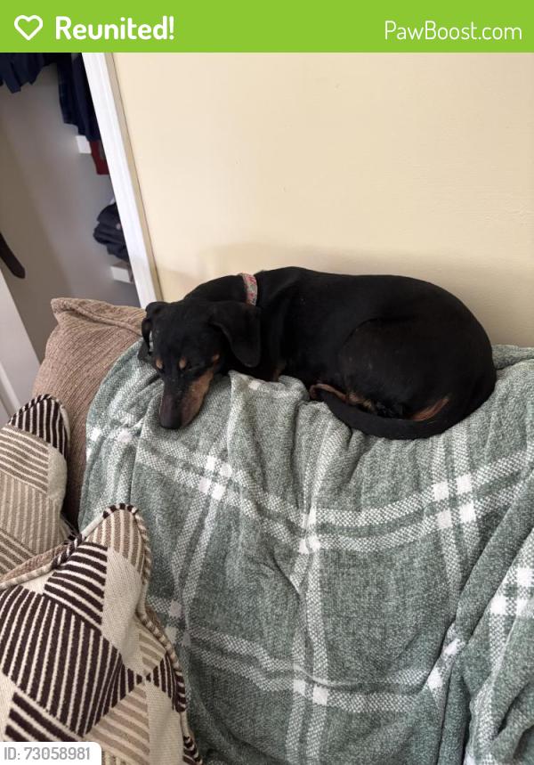 Reunited Female Dog last seen Valley Oil, Claverack-Red Mills, NY 12534