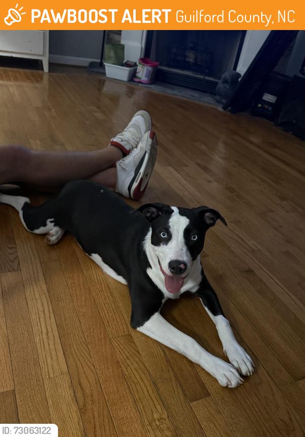 Found/Stray Female Dog last seen Country Hills Golf Course neighborhood, Guilford County, NC 27301