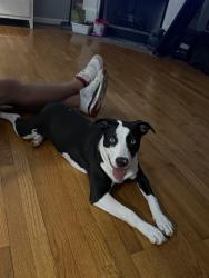 Found/Stray Female Dog last seen Country Hills Golf Course neighborhood, Guilford County, NC 27301