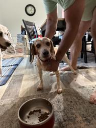 Found/Stray Male Dog last seen Klausmier & Belair Rds, Perry Hall, MD 21236