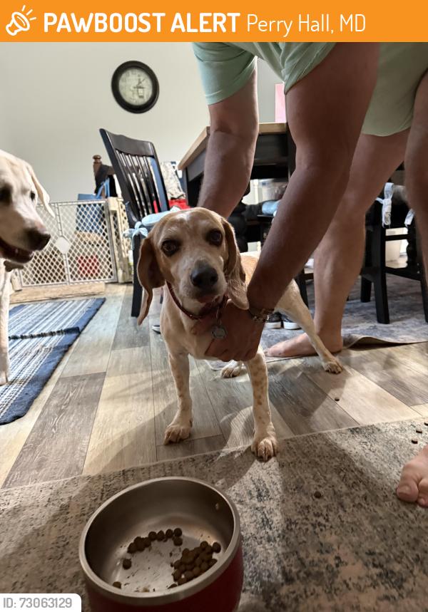 Found/Stray Male Dog last seen Klausmier & Belair Rds, Perry Hall, MD 21236