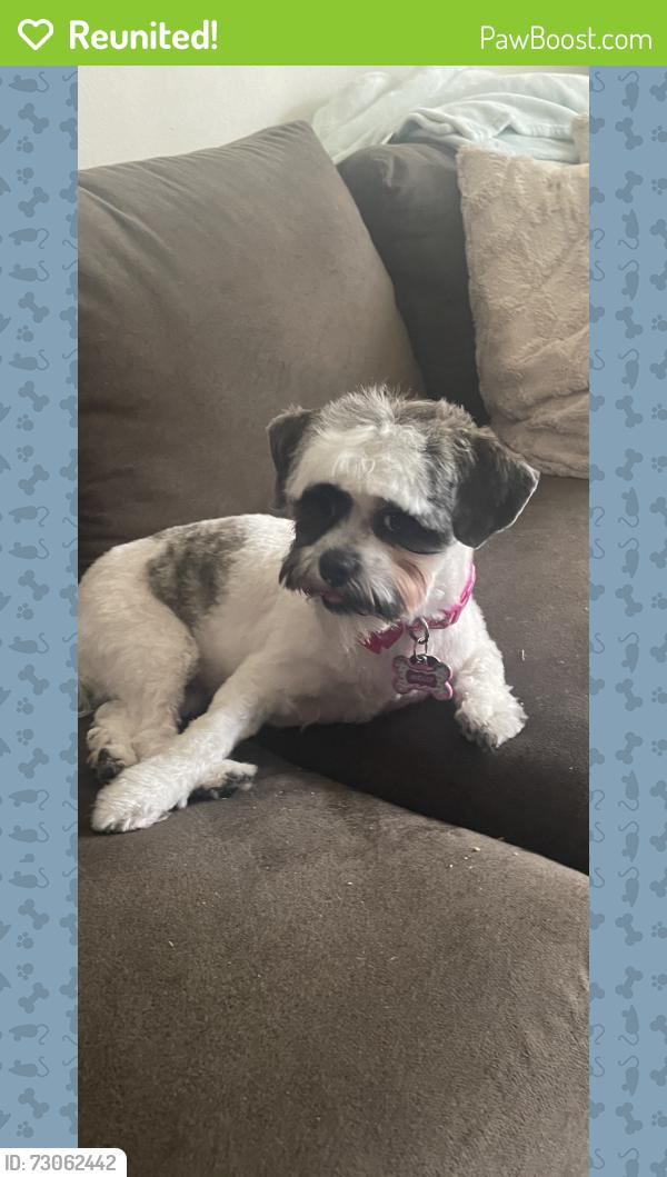 Reunited Female Dog last seen Waco babcock, Palm Bay, FL 32909
