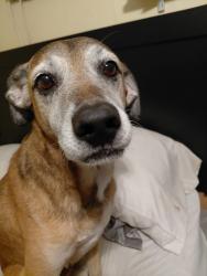 Reunited Male Dog last seen Atlantic Blvd and Federal highway , Pompano Beach, FL 33060