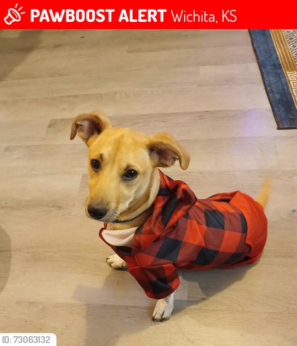 Lost Male Dog last seen Lincoln hydraulic, Wichita, KS 67211
