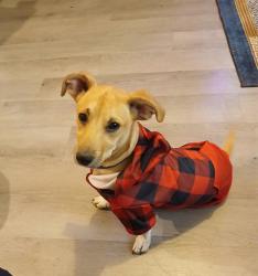 Lost Male Dog last seen Lincoln hydraulic, Wichita, KS 67211