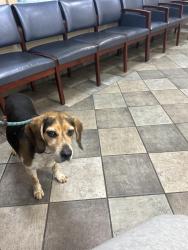 Reunited Male Dog last seen Potomac Shores Barn, Cherry Hill, VA 22026