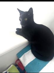 Reunited Male Cat last seen 6 mile and beck rd, Northville, MI 48168