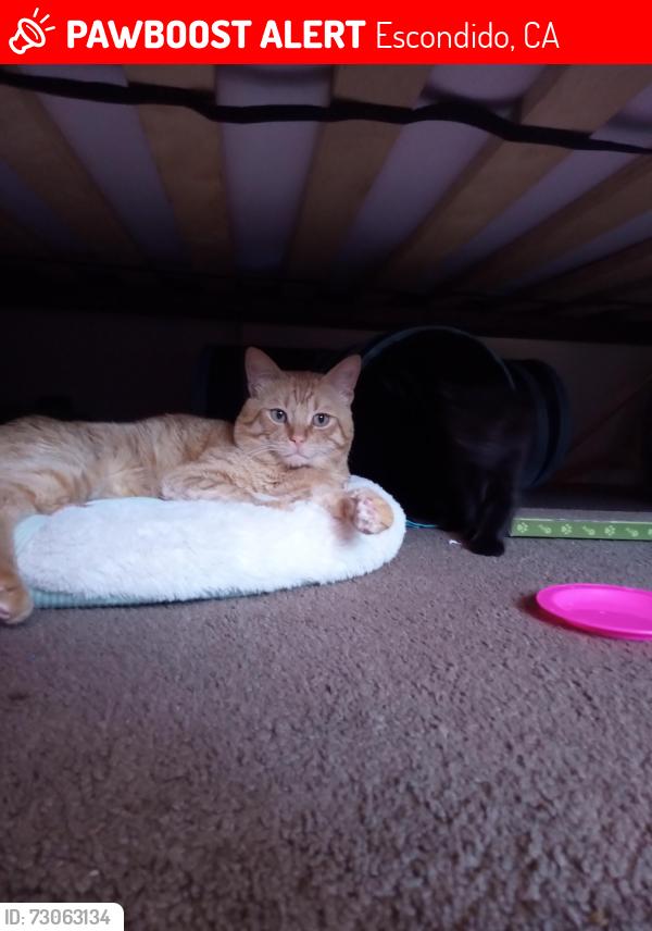 Lost Male Cat last seen Escondido blvd , Escondido, CA 92026