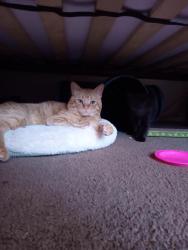 Lost Male Cat last seen Escondido blvd , Escondido, CA 92026