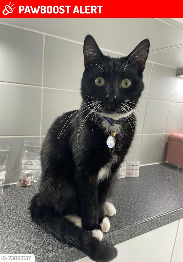 Lost Male Cat last seen Shackleton Road /scott road, West Sussex, England RH10
