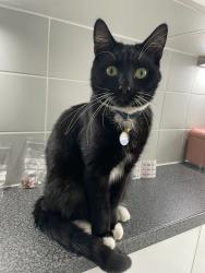 Lost Male Cat last seen Shackleton Road /scott road, West Sussex, England RH10