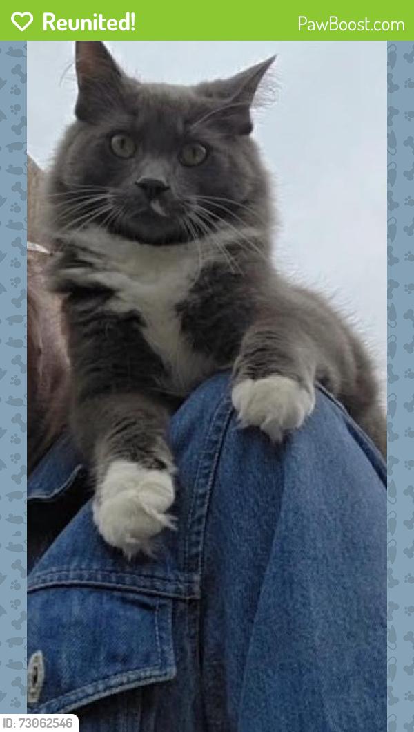 Reunited Male Cat last seen Avenue Road and Lawrence, Toronto, ON M5M 4M3