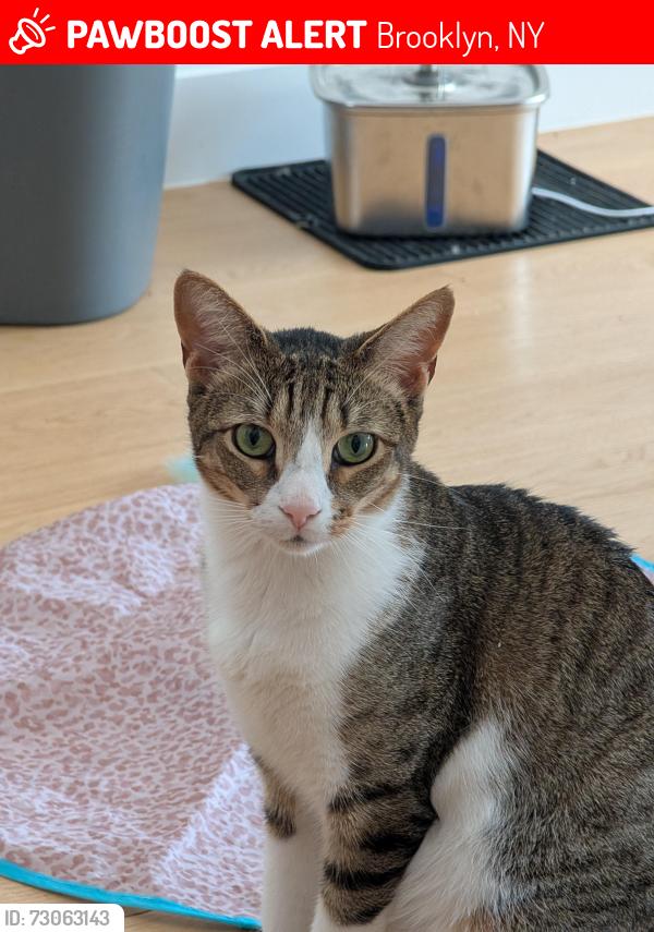 Lost Male Cat last seen Monroe street and Malcolm X Blvd, Brooklyn, NY 11221