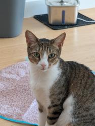 Lost Male Cat last seen Monroe street and Malcolm X Blvd, Brooklyn, NY 11221