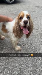Reunited Male Dog last seen Behind Everlasting word church in West Aurora, Aurora, IL 60506