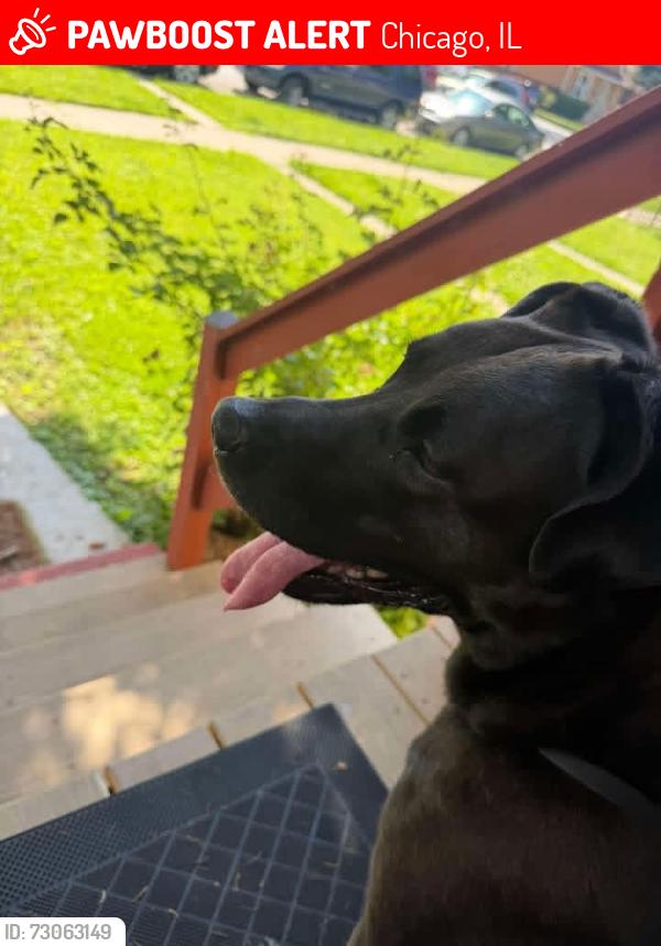 Lost Male Dog last seen Mcvicker and Schubert, Chicago, IL 60639