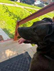 Lost Male Dog last seen Mcvicker and Schubert, Chicago, IL 60639