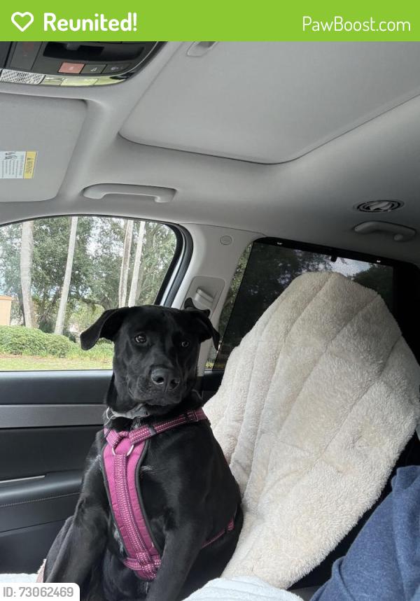 Reunited Female Dog last seen Santa Clara Circle, The Villages, FL 32159
