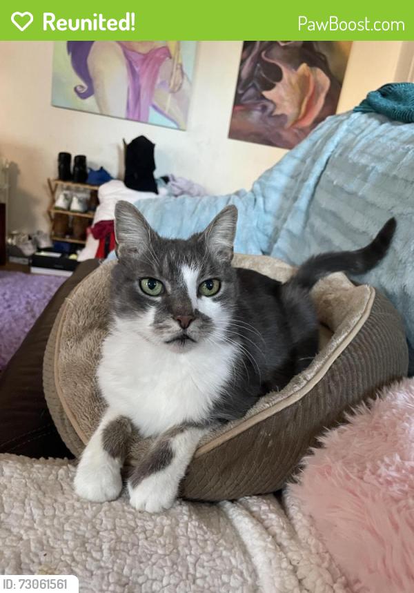 Reunited Male Cat last seen Harper ave and state road , Drexel Hill, PA 19026
