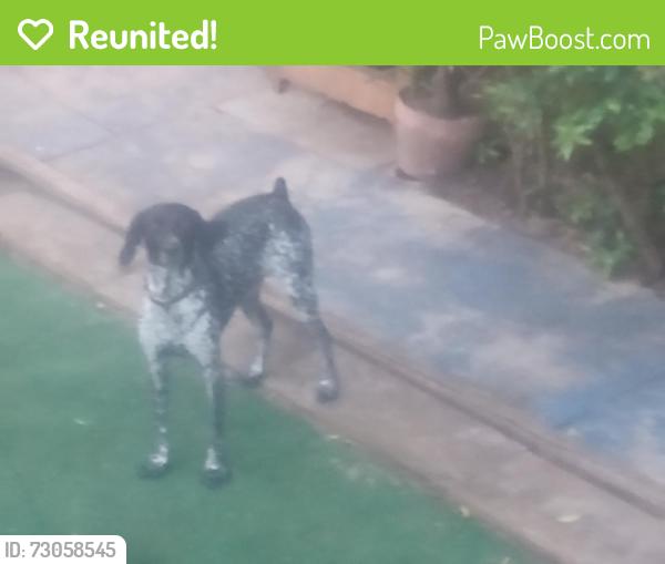 Reunited Female Dog last seen Mile Stretch, Holiday, FL 34690