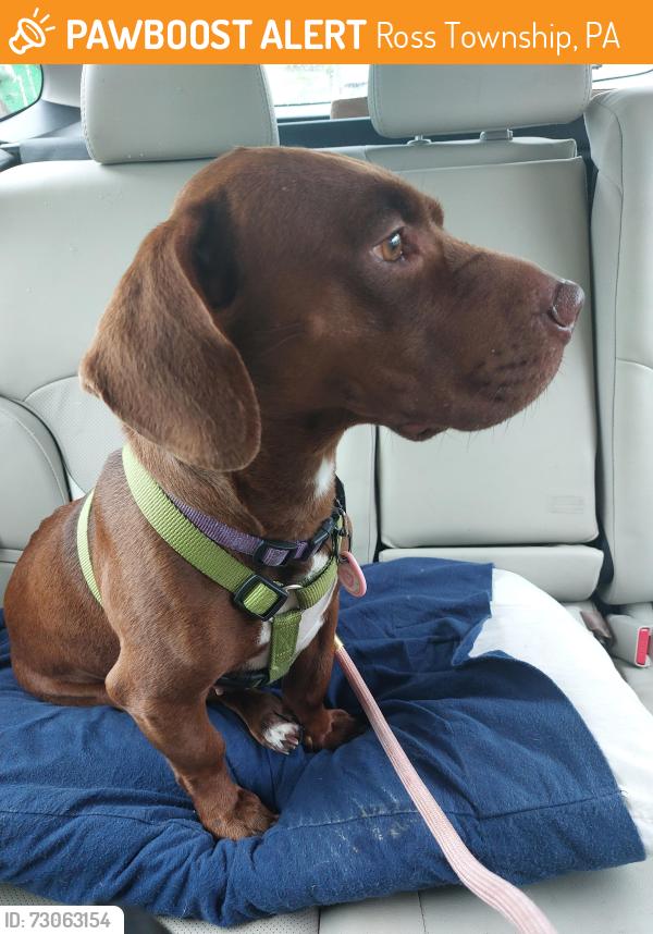 Found/Stray Female Dog last seen dogwood and rolling hills and hawk rd, Ross Township, PA 18353