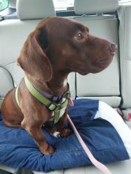 Found/Stray Female Dog last seen dogwood and rolling hills and hawk rd, Ross Township, PA 18353