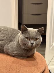Reunited Male Cat last seen Manor Farm Road - Perivale/Alperton, Greater London, England HA0