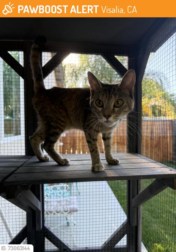 Found/Stray Female Cat last seen S Belmont Drive & E College Ave, Visalia, CA 93292