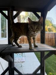 Found/Stray Female Cat last seen S Belmont Drive & E College Ave, Visalia, CA 93292