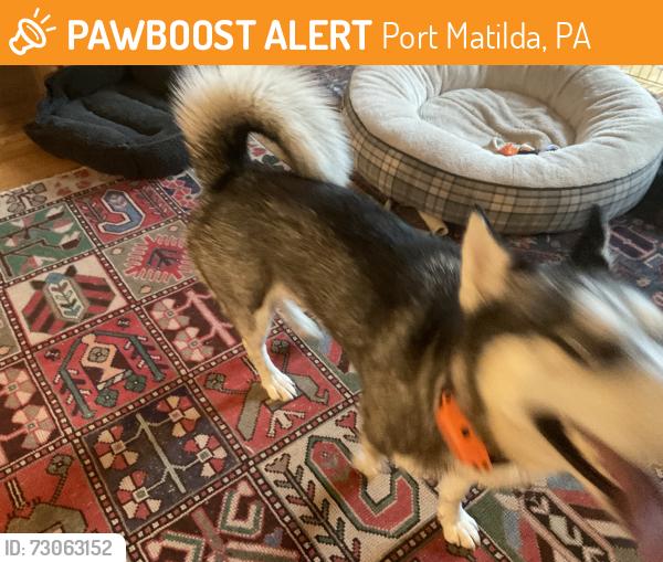 Found/Stray Female Dog last seen Sunnyside road, Port Matilda, PA 16870