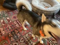 Found/Stray Female Dog last seen Sunnyside road, Port Matilda, PA 16870