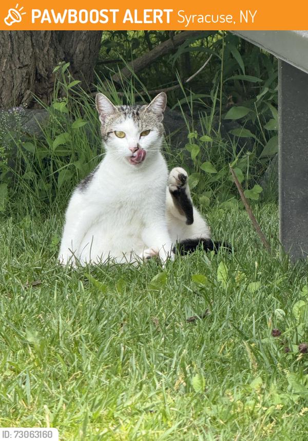 Found/Stray Female Cat last seen Westmoreland Ave and Teall Ave, Syracuse, NY 13210