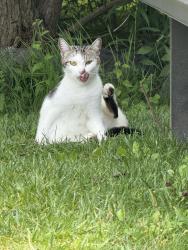 Found/Stray Female Cat last seen Westmoreland Ave and Teall Ave, Syracuse, NY 13210