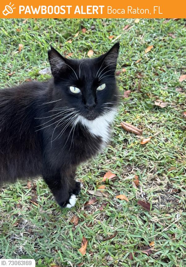 Found/Stray Unknown Cat last seen Near N Federal Hwy, Boca Raton, FL 33432, Boca Raton, FL 33432