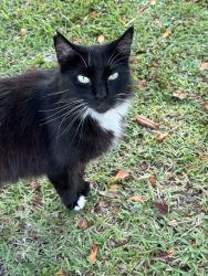 Found/Stray Unknown Cat last seen Near N Federal Hwy, Boca Raton, FL 33432, Boca Raton, FL 33432