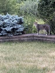 Found/Stray Unknown Cat last seen Route 4 near Fedex, Rensselaer, NY 12144